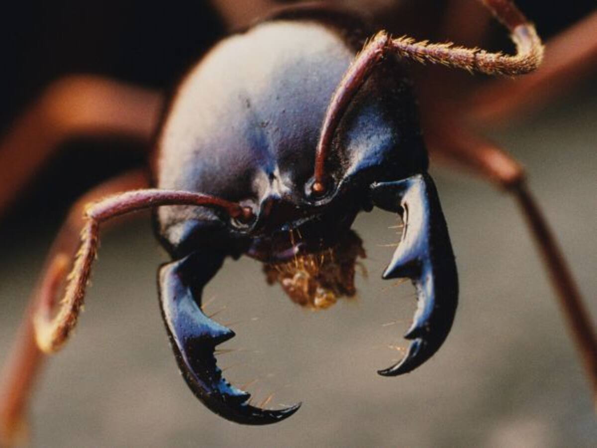 Científicos advierten que cambio climático aumentará actividad de insectos