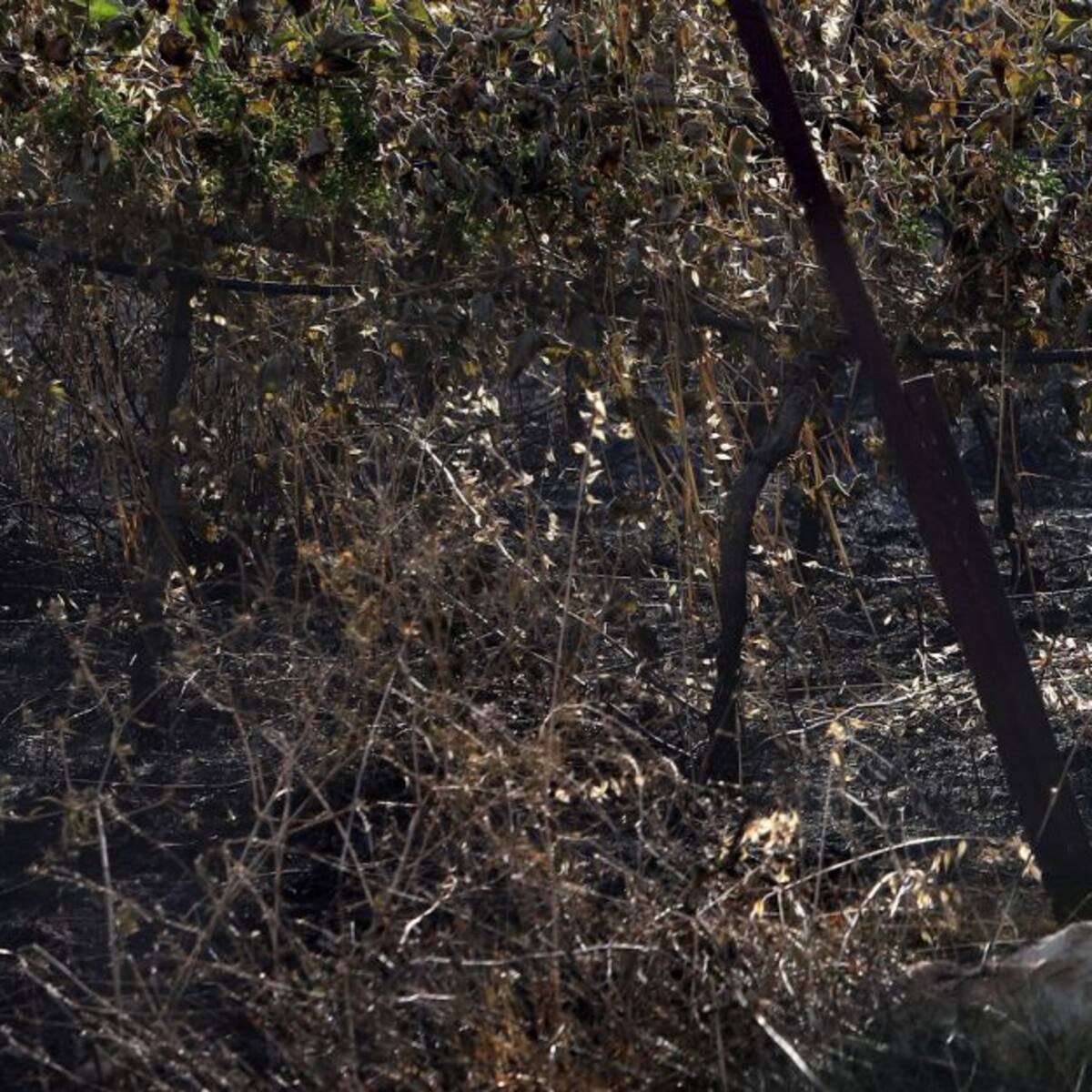Millonaria multa a empresa aguacatera caldense por daños al ecosistema