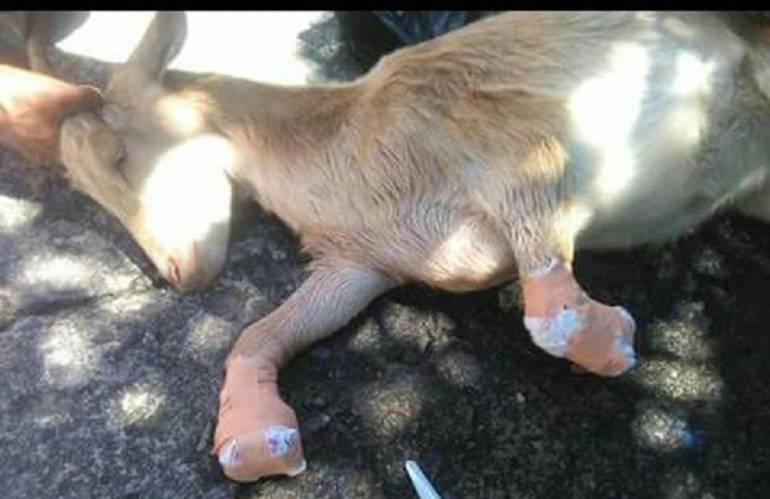 Grave caso de maltrato animal en Antioquia.