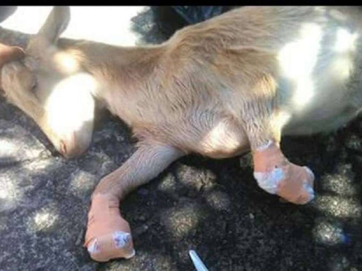 Comunidad de Ciudad Bolívar, Antioquia, marcha contra grave maltrato animal