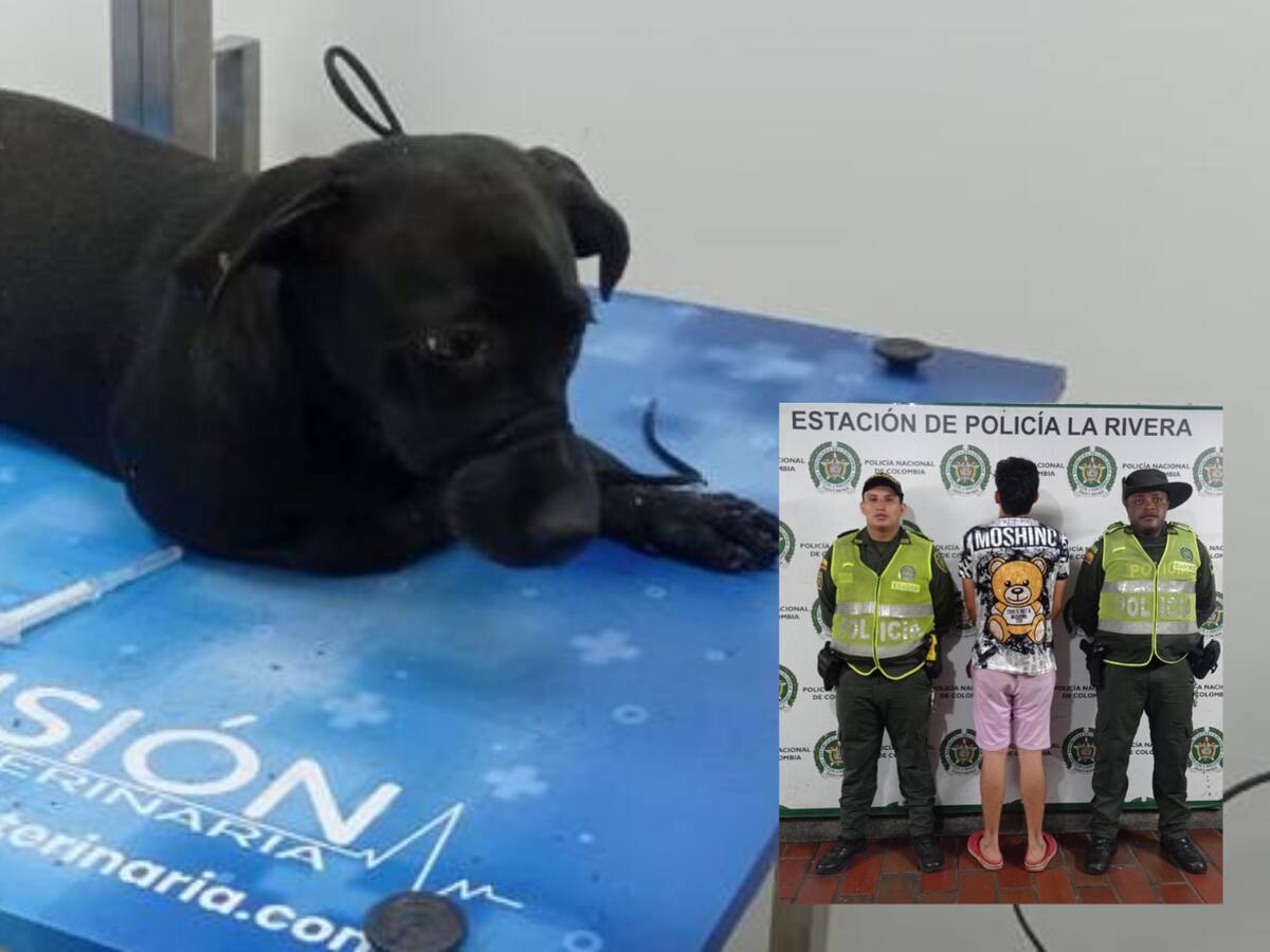 ¿Qué pasará con el extranjero que lanzó a una cachorra desde el tercer piso de una casa?