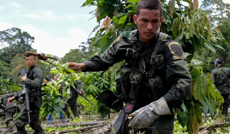 Erradicación de cultivos ilícitos 