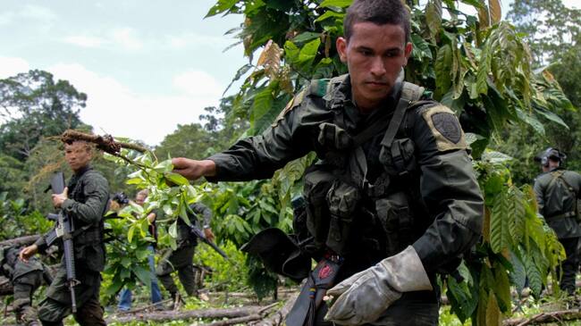 Erradicación de cultivos ilícitos