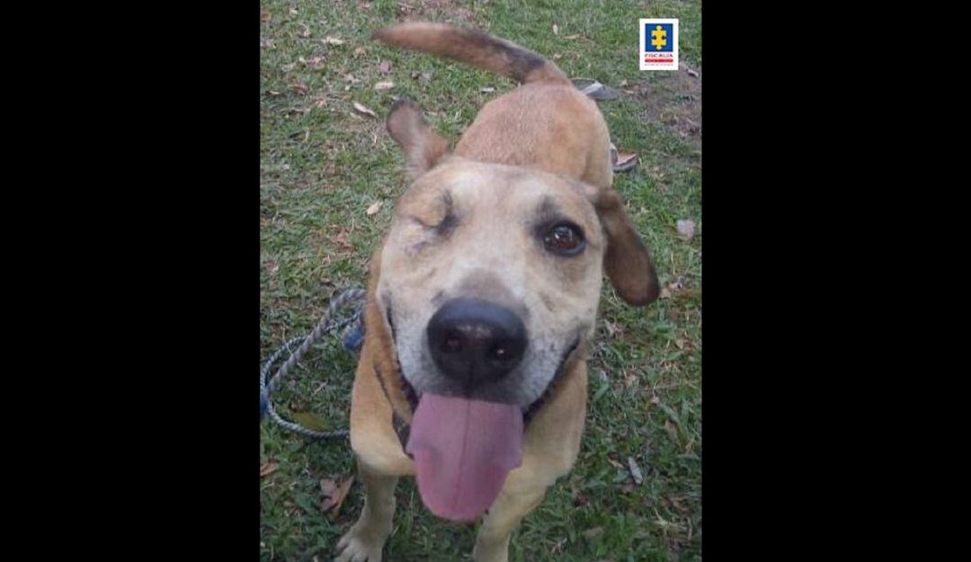 Imputados agresores de dos caninos en el Huila