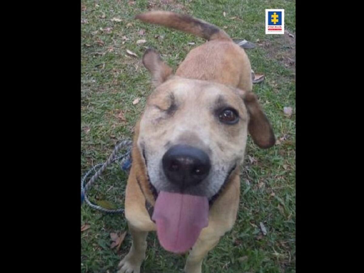 Imputados agresores de dos caninos en el Huila