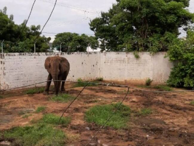 Elefantes en zoológicos de Colombia no viven en condiciones adecuadas