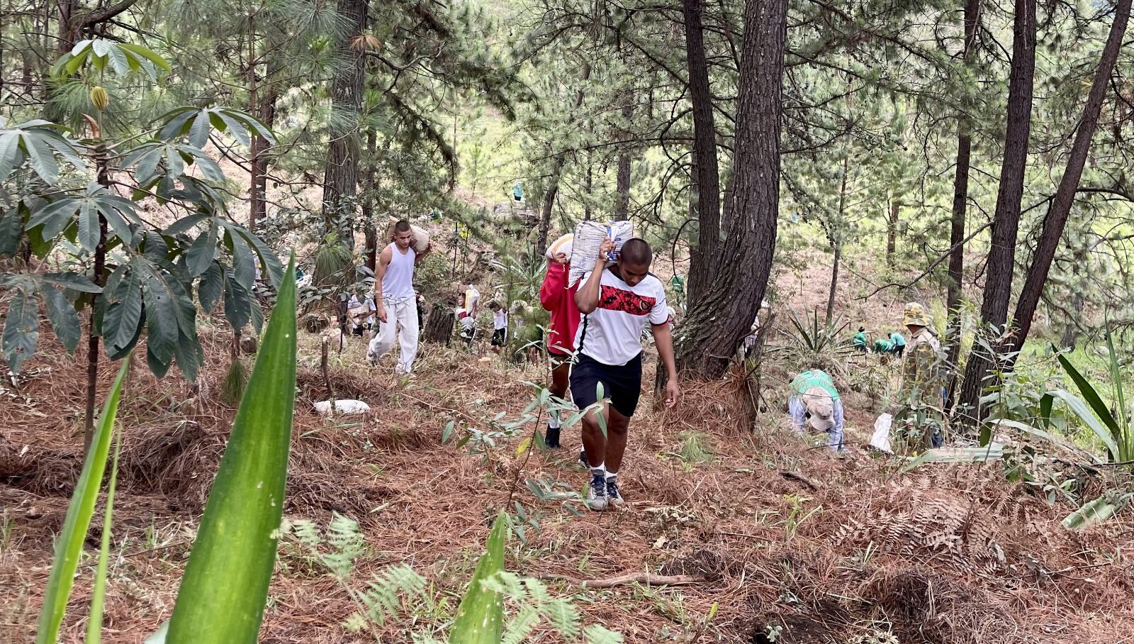 Siembra de árboles en el Cerro Medellín. Foto: alcaldía.
