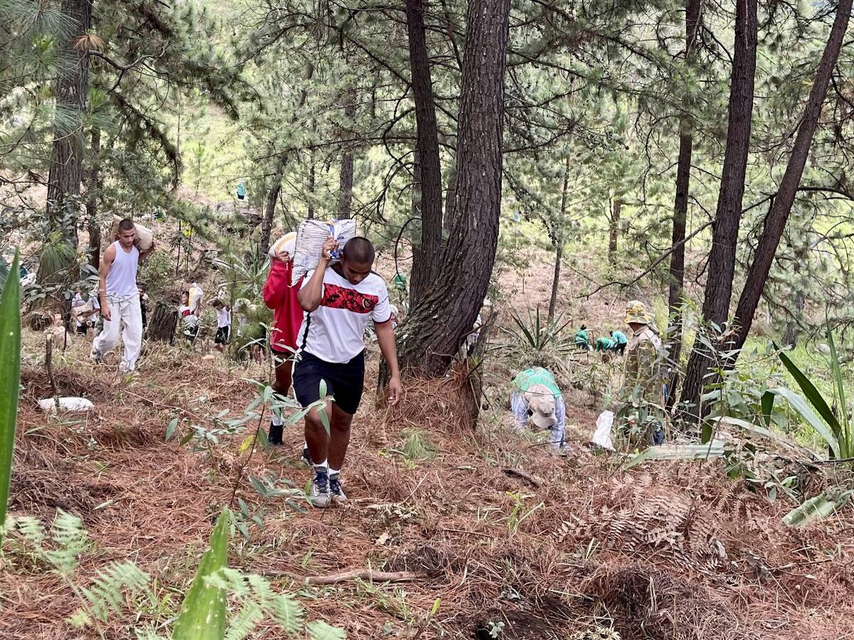 Medellín sembrará 3.000 árboles para conmemorar el Día de la Tierra y el Día del Árbol