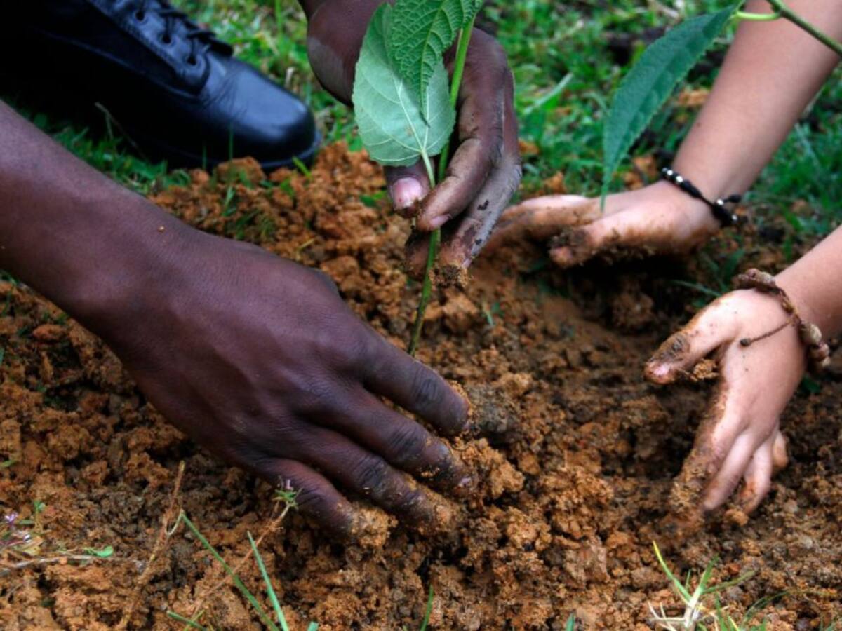 550 árboles se sembrarán cada mes en Manizales