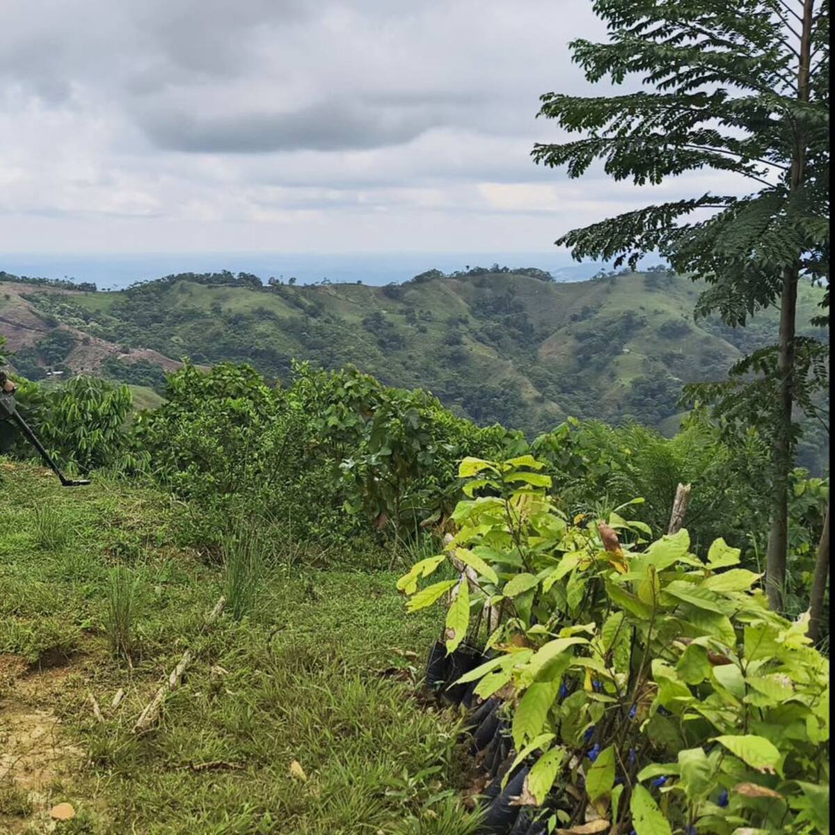 Combates entre Ejército y ELN dejaron un militar muerto y dos ilegales abatidos en Chocó