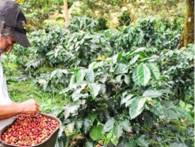 Zona rural se beneficia con entrega de insumos para productividad cafetera