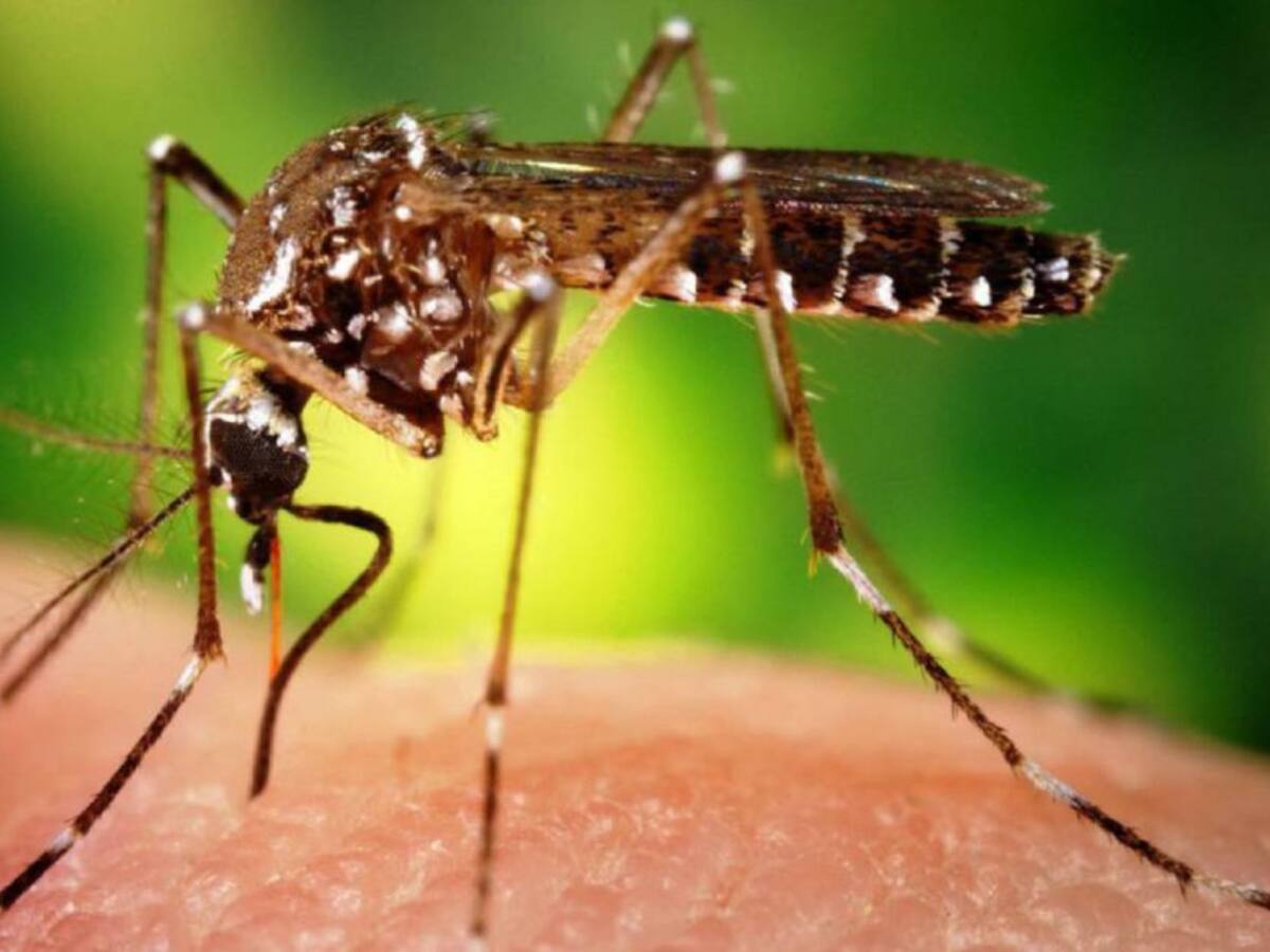 Coosalud instó a usuarios a intensificar autocuidado para prevenir dengue