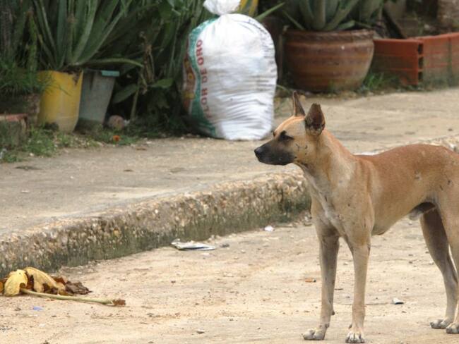 En Cartagena buscan a venezolano que tuvo contacto con un perro con rabia