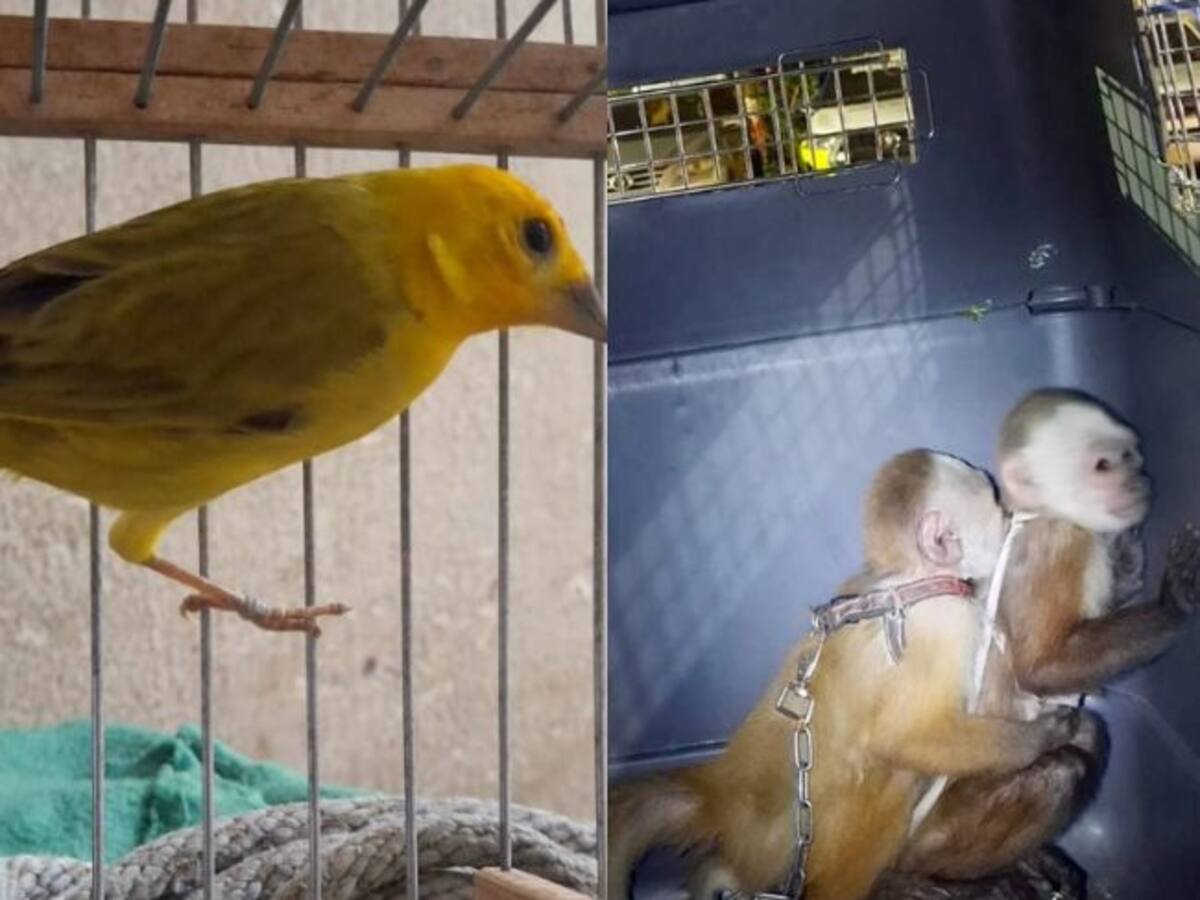 Por enjaular y maltratar dos monos y un canario, imputarán cargos a un hombre en Bello