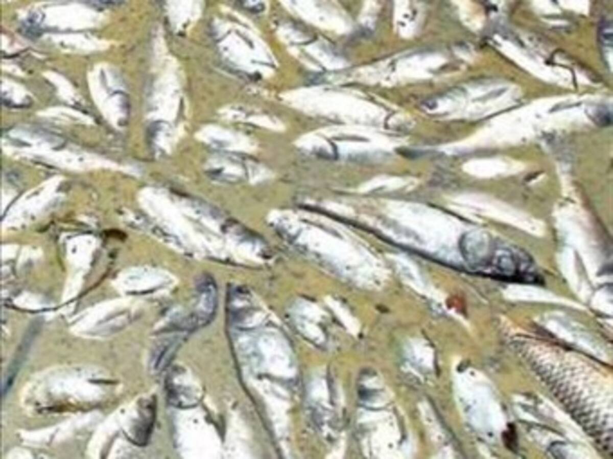 Reportan mortandad de peces en el embalse de Salvajina