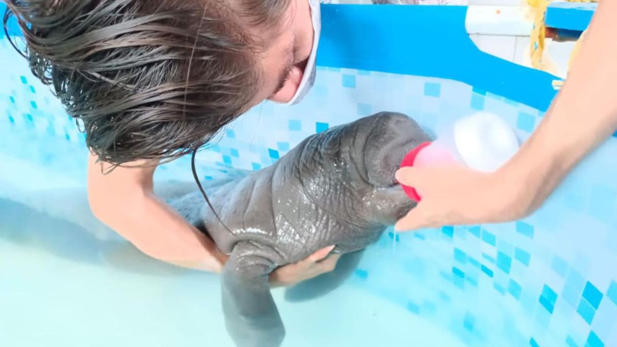 Avanza recuperación de ‘tasajerito’, neonato manatí rescatado en Tasajera