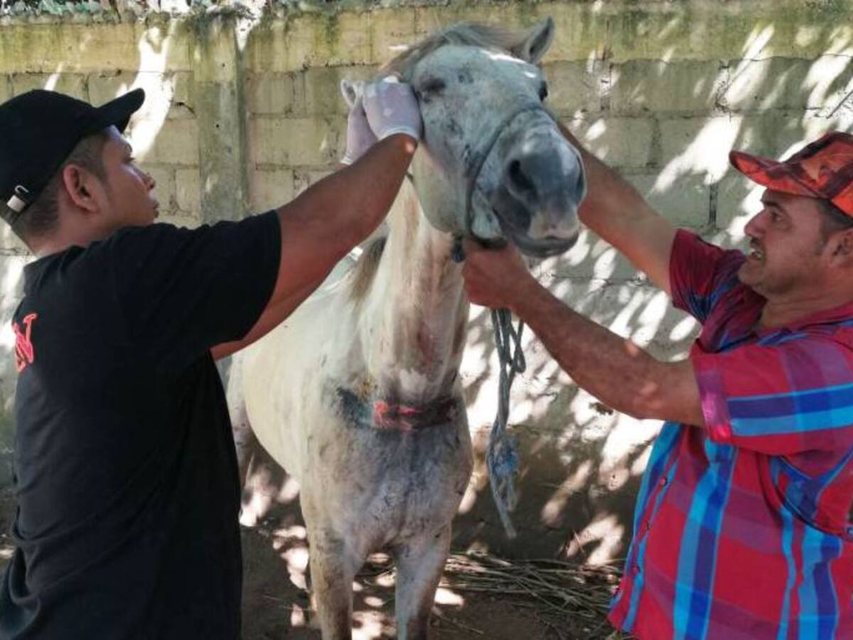 Umata Cartagena realiza inspección a animales rescatados