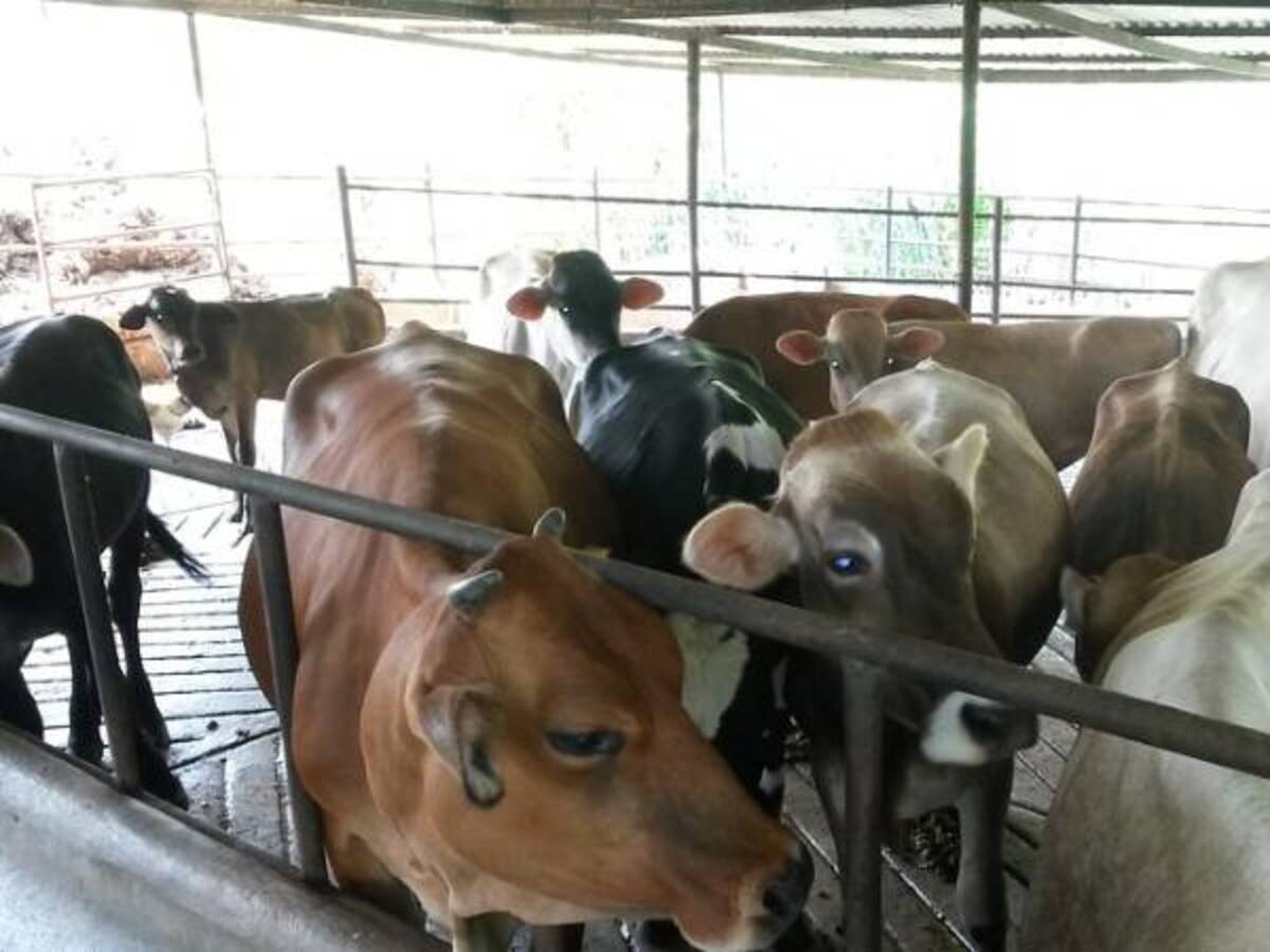 Con una cobertura del 96,7% termina ciclo de vacunación contra fiebre aftosa en el país