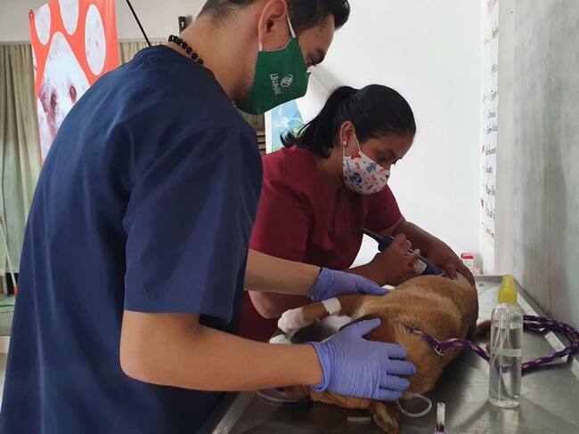 348 animales han sido atendidos en Pereira por el Sisbén de perros y gatos