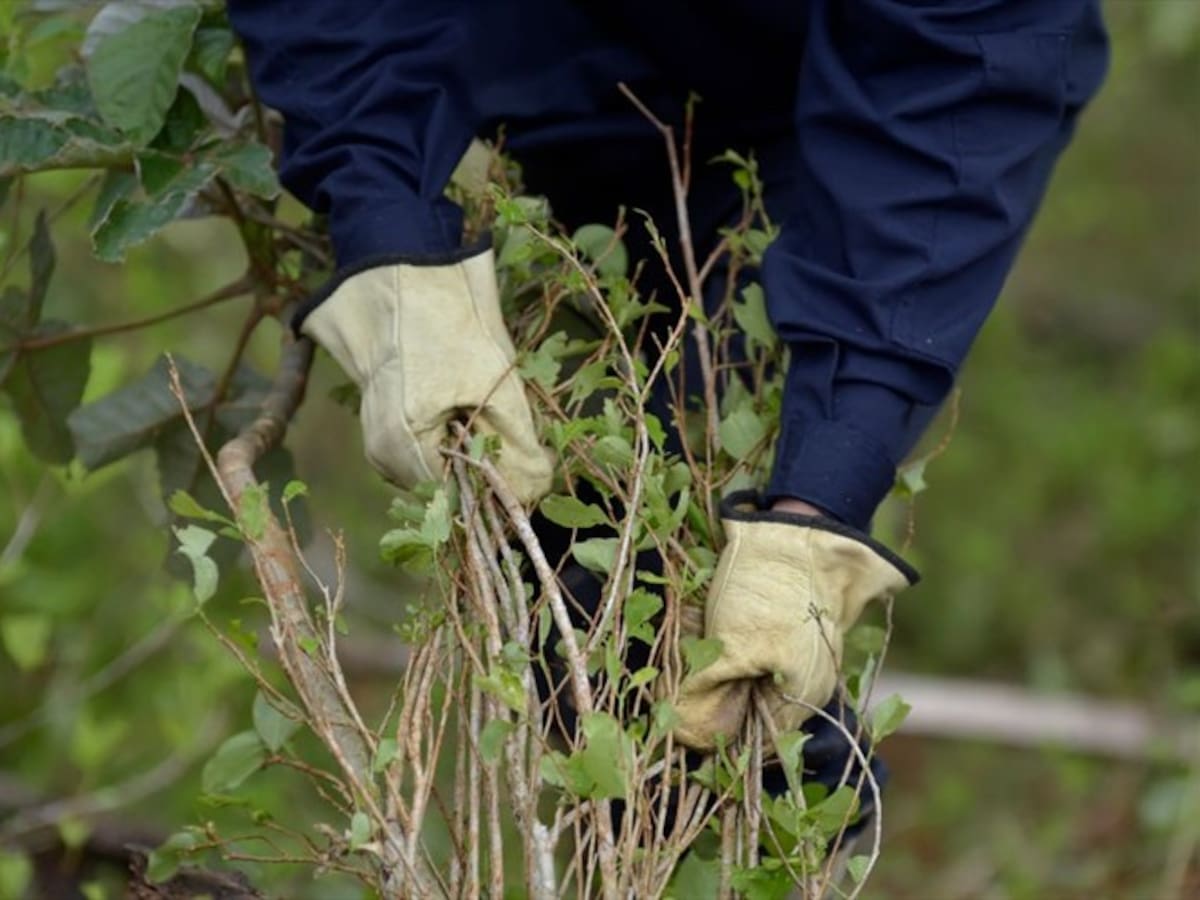 Familias beneficiarias del PNIS anuncian posibles protestas en Cúcuta, Tibú y Sardinata