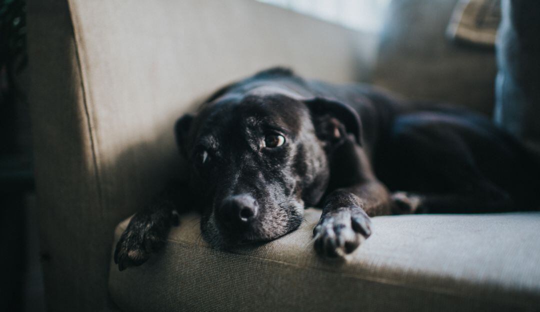 Imagen de referencia