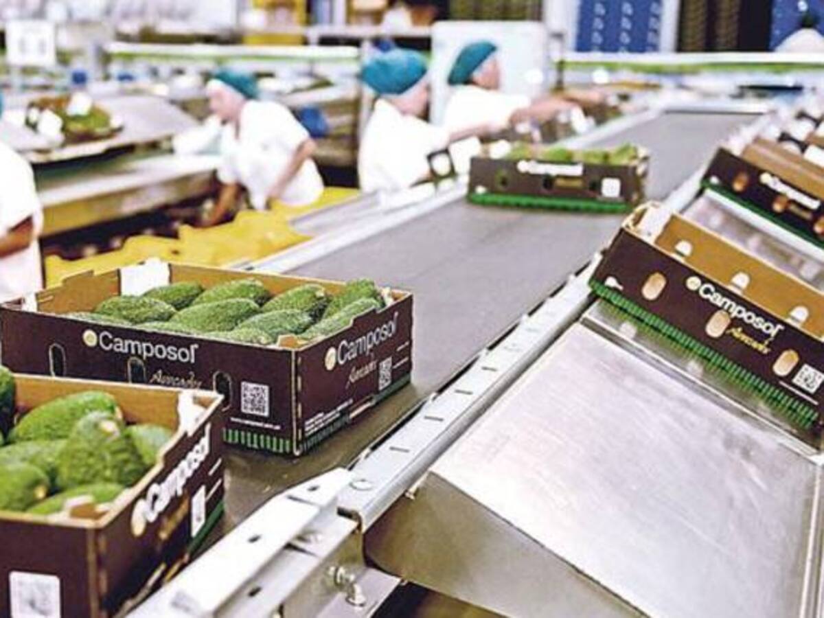Multinacional peruana sembrará aguacate Hass en Salento, Quindío