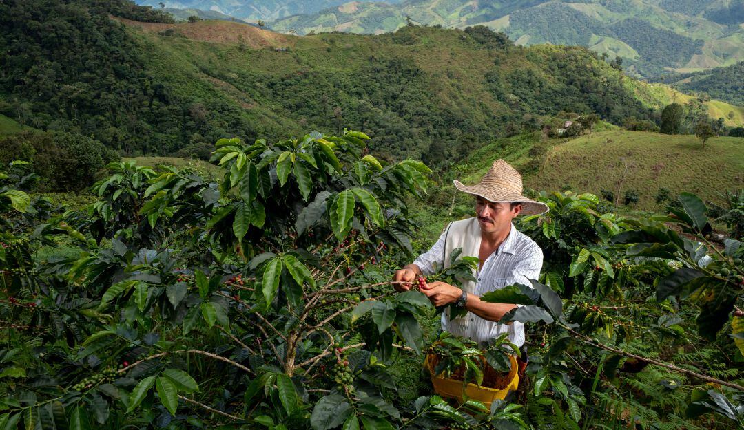 Producción de café en enero