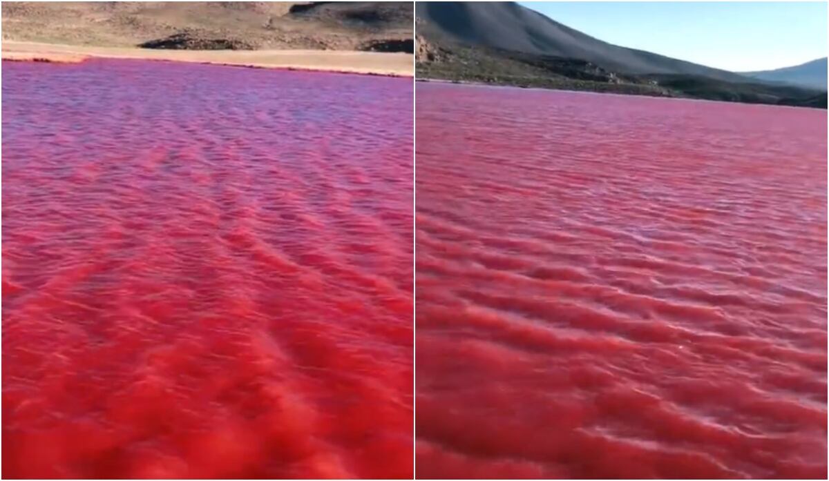 Capturas tomadas de redes sociales.