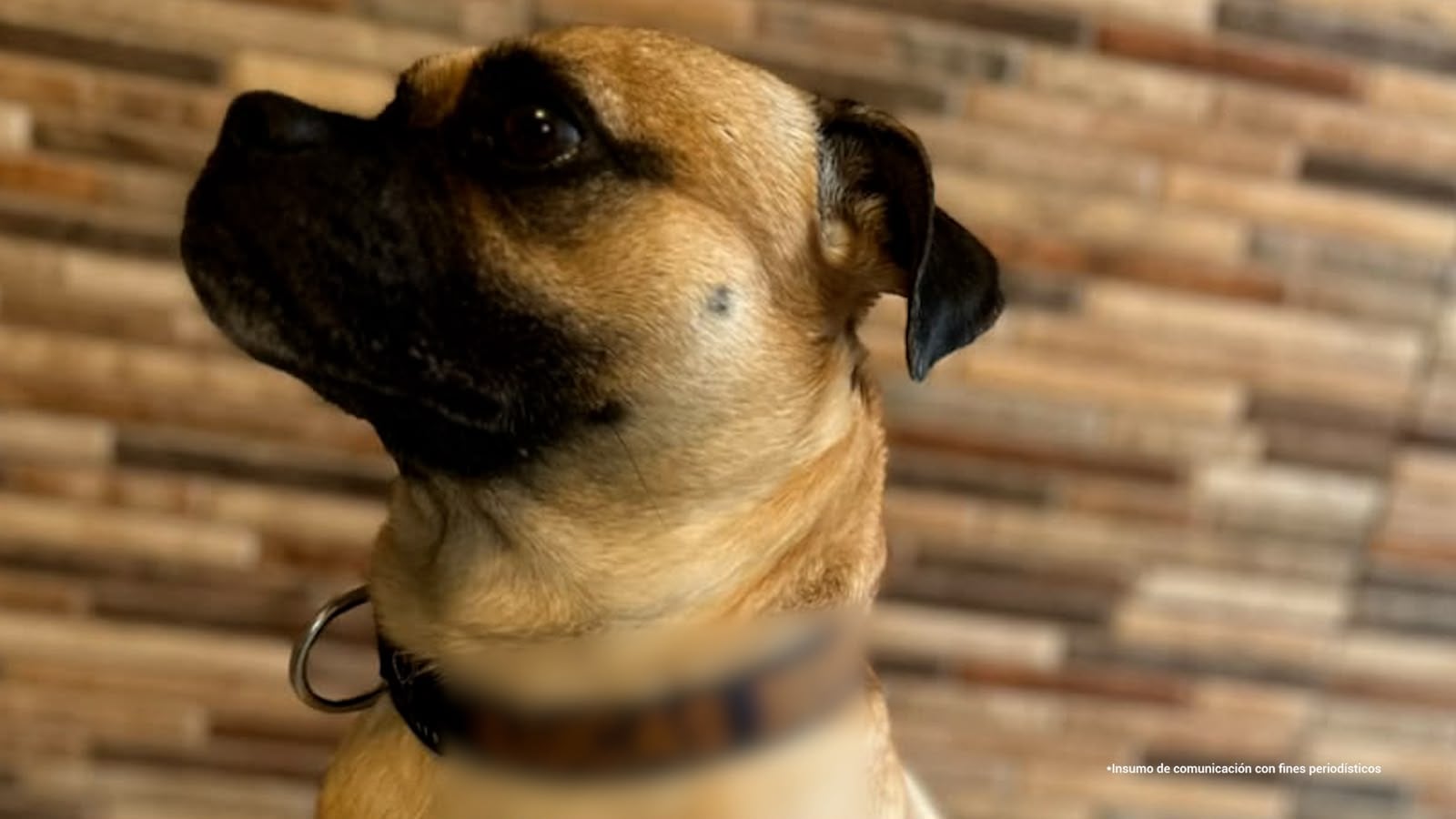 Lucas, perro maltratado por un hombre en Envigado. Foto: Fiscalía.