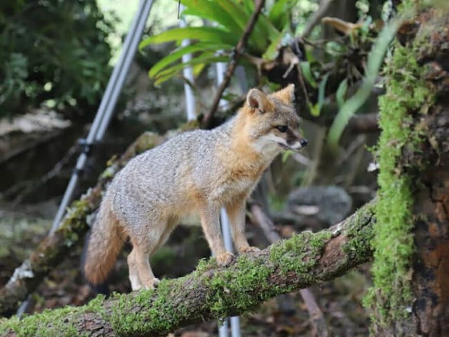 ¡Imperdible! El documental sobre la fauna silvestre en Bogotá