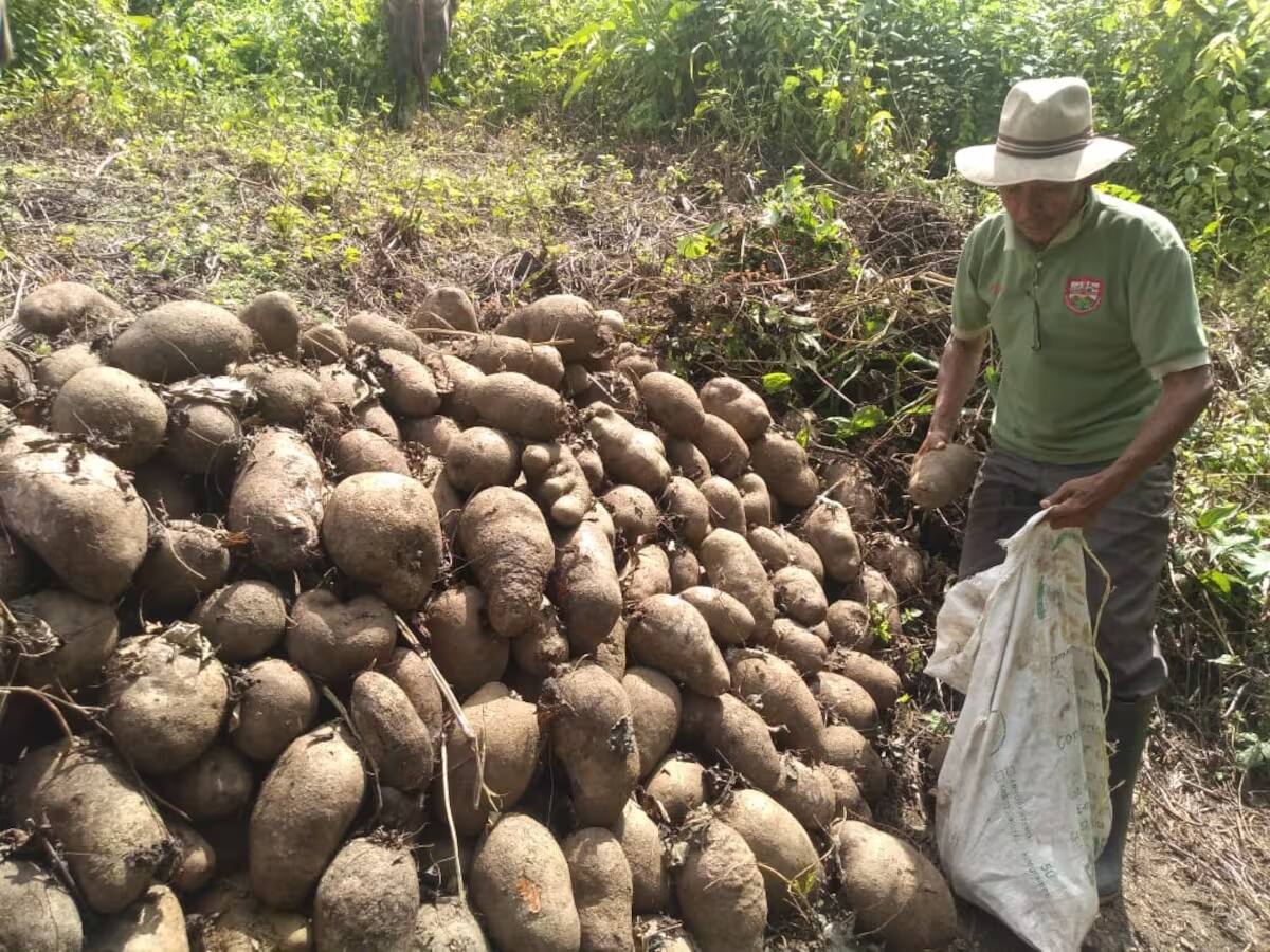 ICA lideró brigada contra ‘roya del ñame’ en los Montes de María