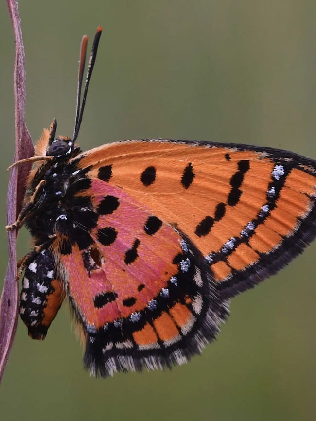 Mariposa de cobre (Crédito: Nicky bay / The Wilderness Project)