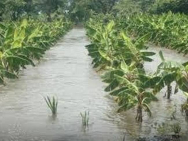 Temporada invernal ha afectado 114 hectáreas de plátano en Quindío