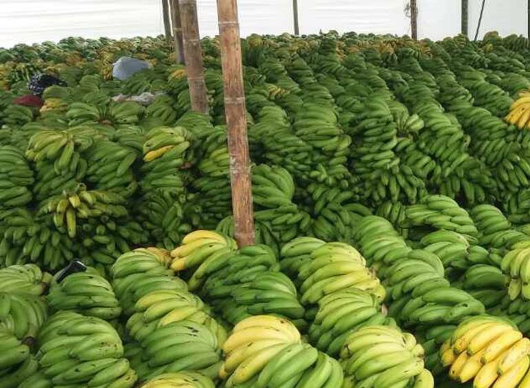 En el Quindío hay 24.000 hectáreas de plátano