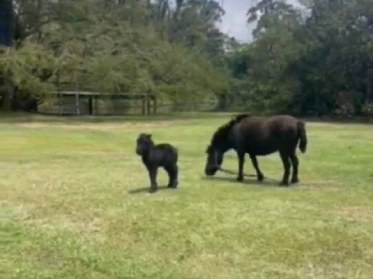 'Vaca' por las 4G alcanzó los $6 mil millones tras rifa de potrillo que donó Uribe