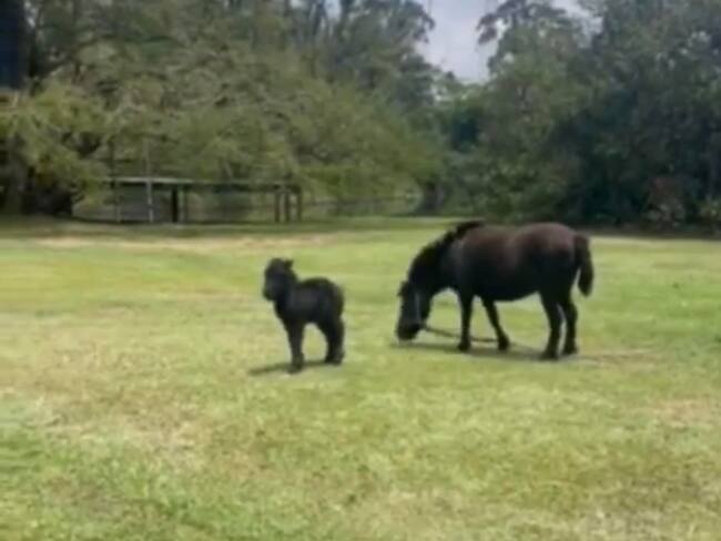 La donación del potrillo fue hecha por el expresidente Álvaro Uribe Vélez. Foto: cortesía.