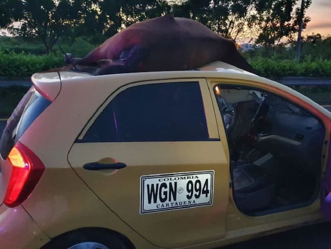 Fallece caballo tras ser arrollado por un taxi en Cartagena