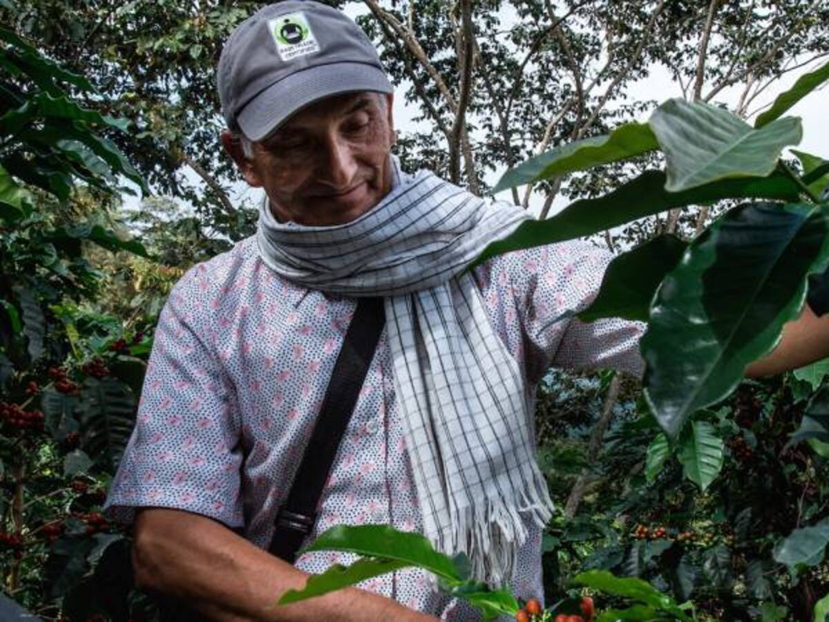 Gobierno lanza plan de renovación de cafetales en Colombia