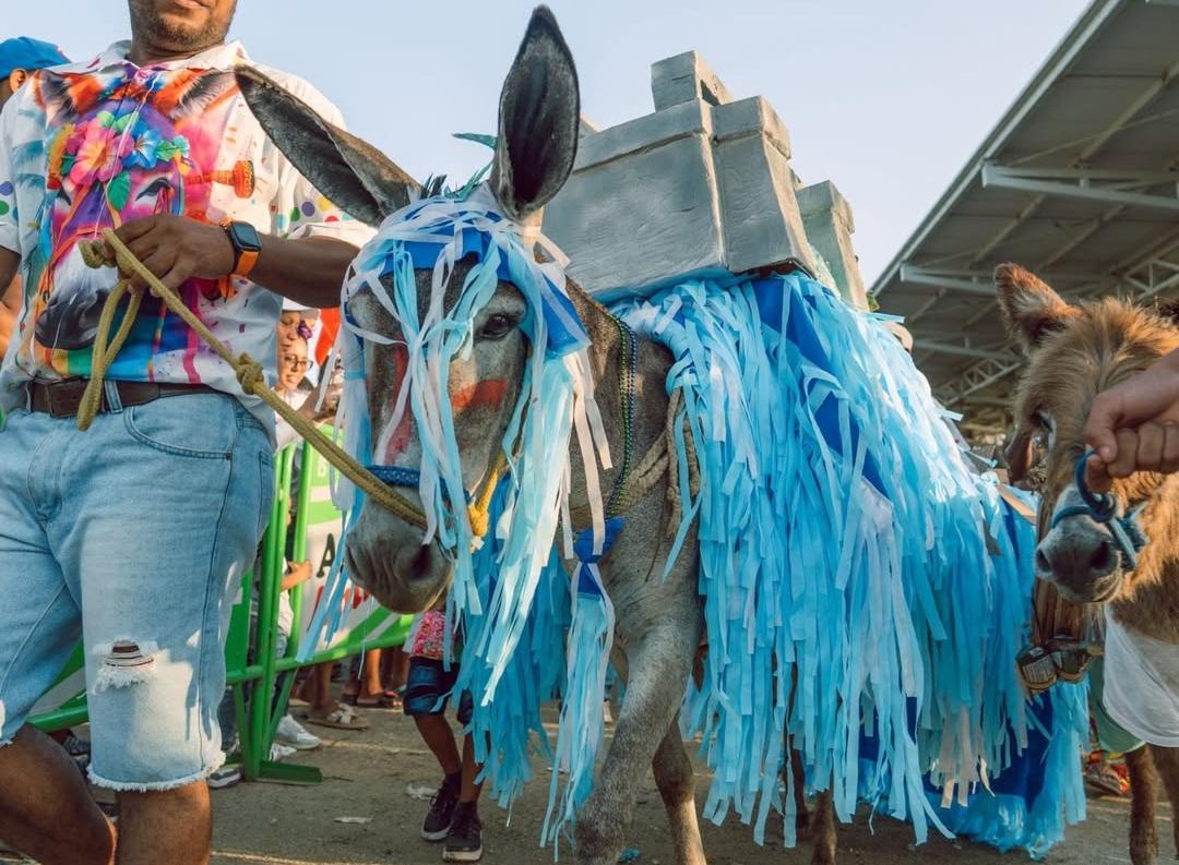 Festival del Burro 2026: el cambio climático se impuso en el evento que premió el ingenio en Córdoba. Foto: prensa Alcaldía de San Antero.