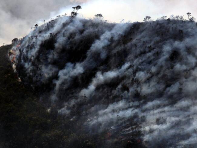 Colombia ha perdido 2,4 millones de hectáreas de bosques