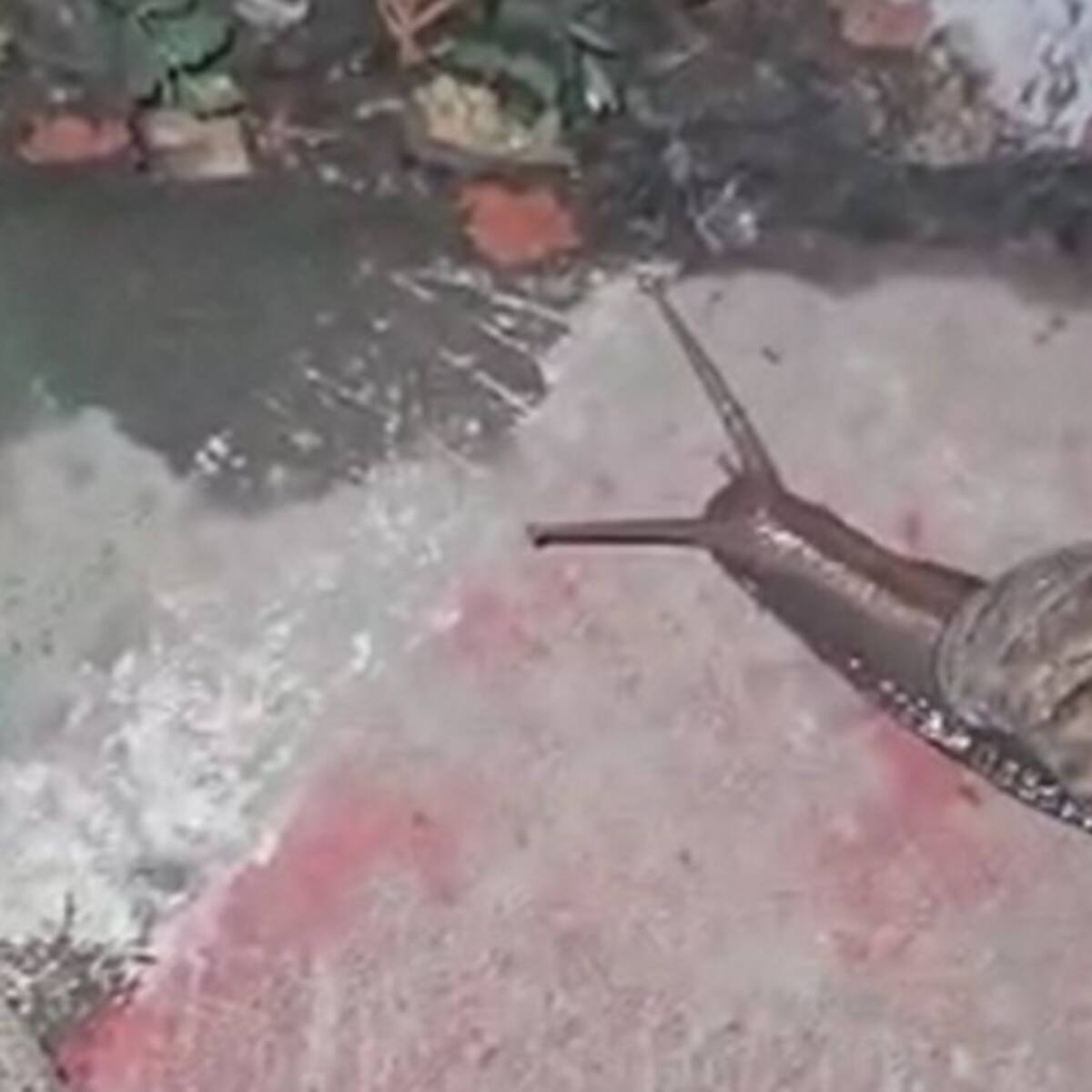 Reaparecen caracoles africanos en Cali