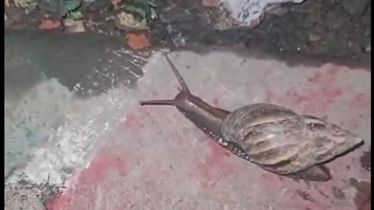 Reaparecen caracoles africanos en Cali