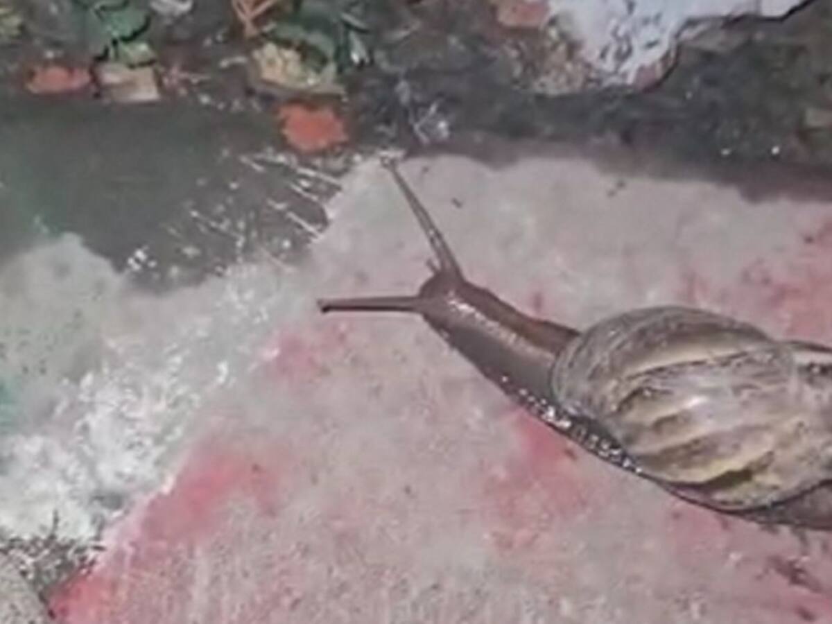 Reaparecen caracoles africanos en Cali