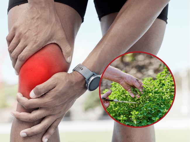 Persona con dolor de rodilla // Planta de orégano // Getty Images