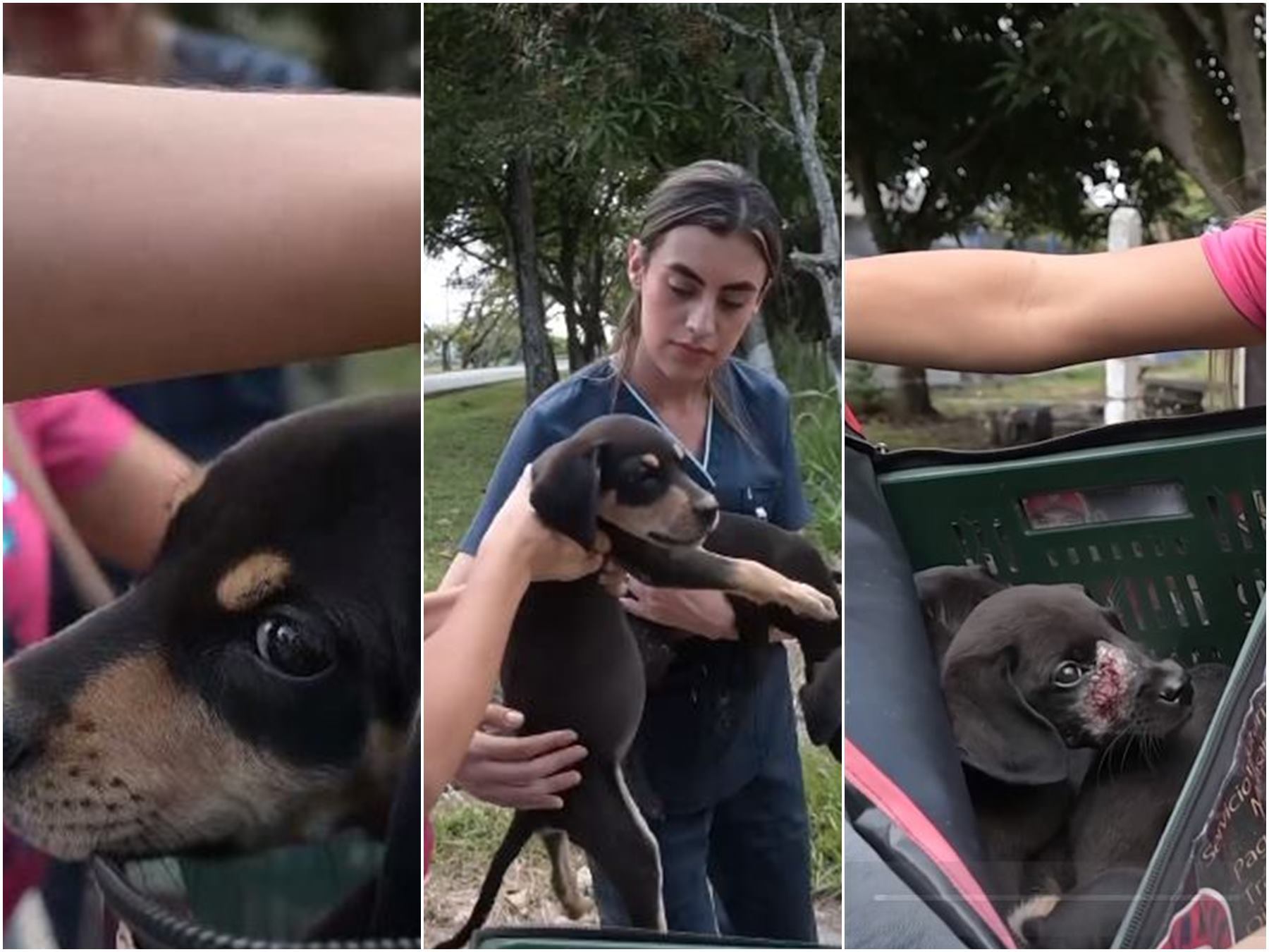 Cachorros abandonados en Ibagué