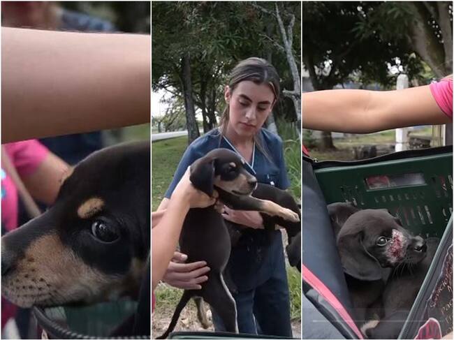 Cachorros abandonados en Ibagué