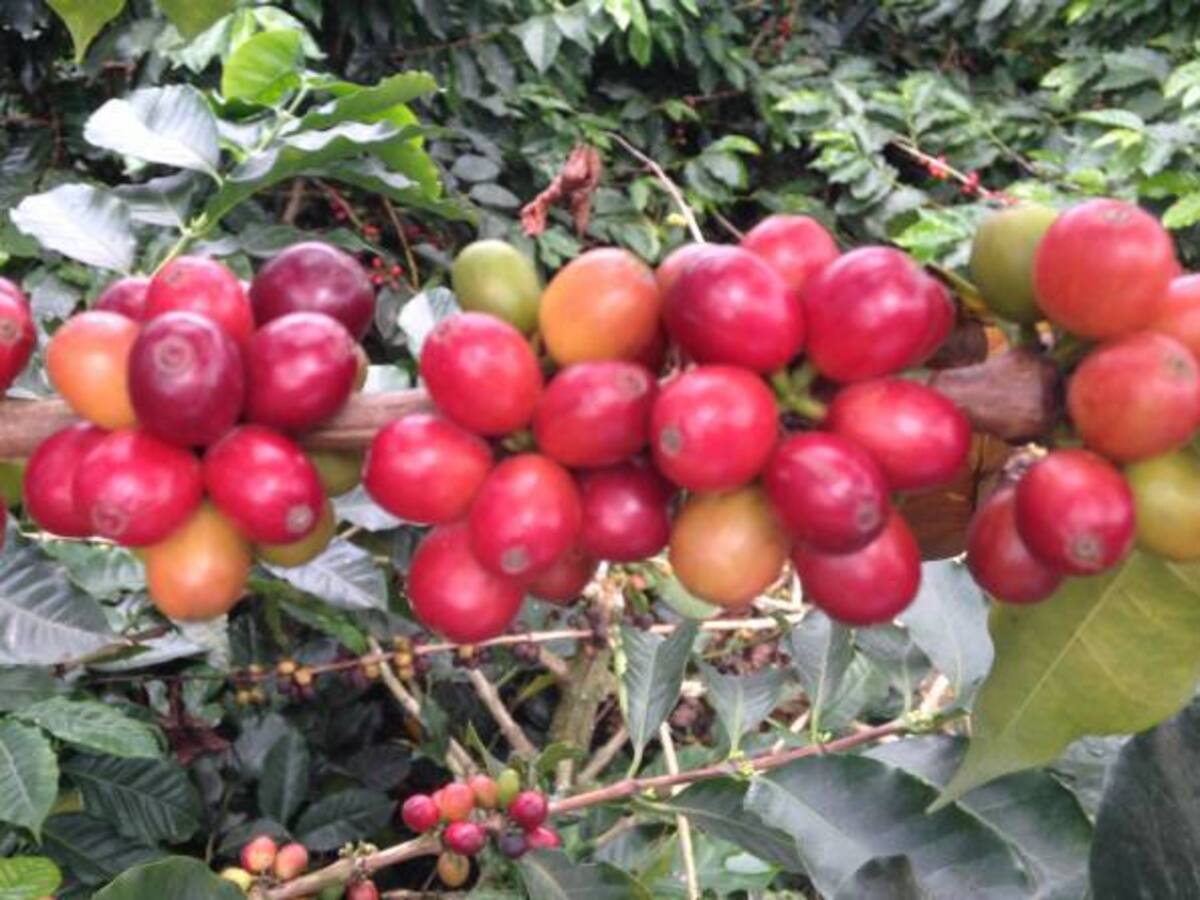 Más de 400 millones de pesos para fortalecer la producción de cafés especiales