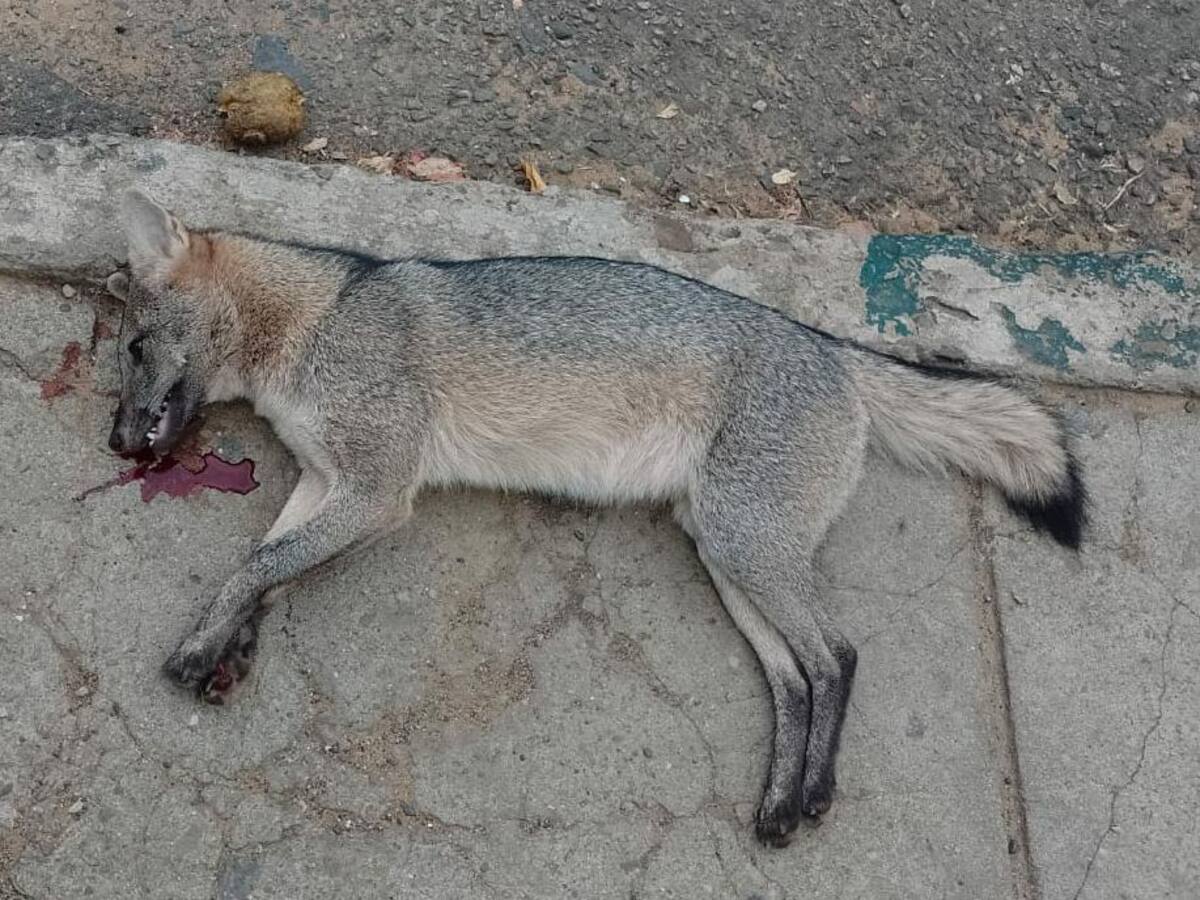 Zorro Cangrejero fue encontrado muerto en el barrio La Joya