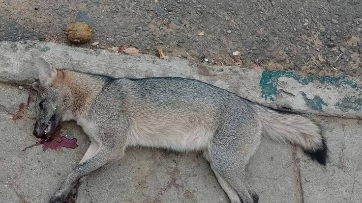 Zorro Cangrejero fue encontrado muerto en el barrio La Joya