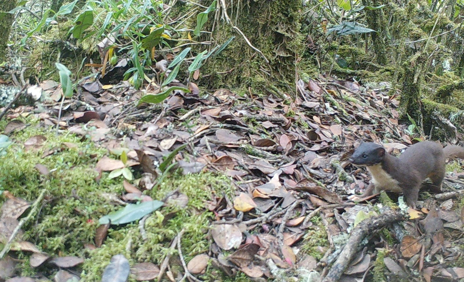 Comadreja de cola larga fue captada en una reserva de Bogotá, una especie que regula ecosistemas